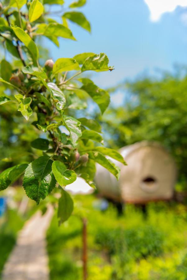 Dragonfly Gardens - The Wagons Hotel บราชอฟ ภายนอก รูปภาพ